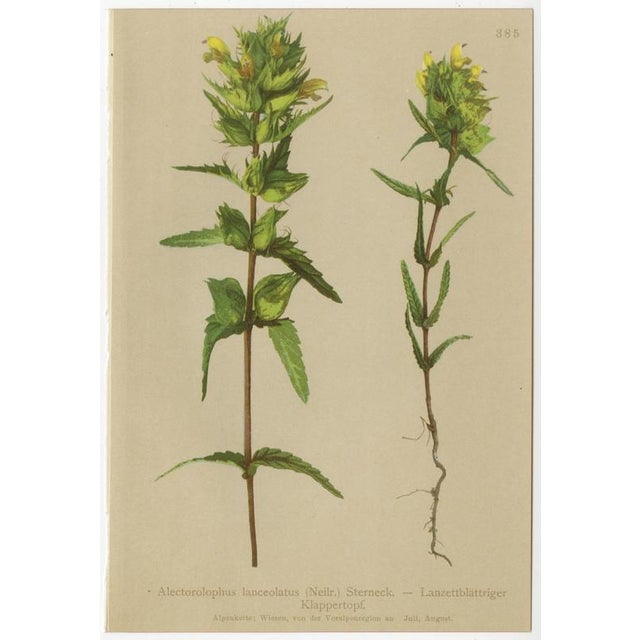 After Anton Hartinger, Alpine Foxglove & Wildflowers Small Seizded Botanical Plates, 1897, Prints, Set of 8 For Sale - Image 10 of 12