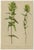 After Anton Hartinger, Alpine Foxglove & Wildflowers Small Seizded Botanical Plates, 1897, Prints, Set of 8 For Sale - Image 10 of 12