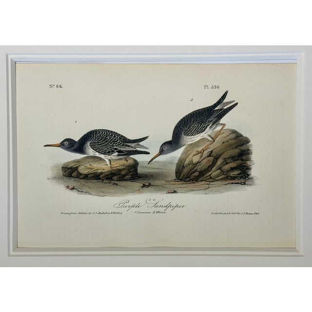 Mid 19th Century 1840's Audubon Buff-Breasted & Purple Sandpipers, Framed Set of 2 For Sale - Image 5 of 7