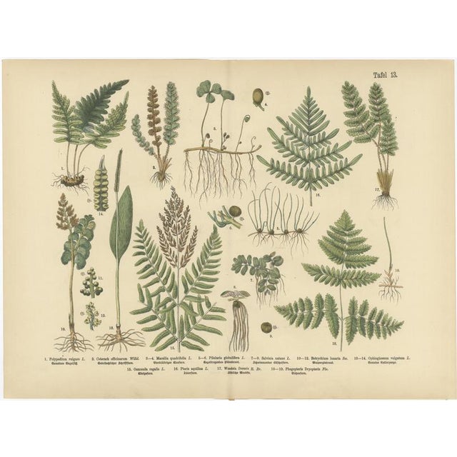 Antique German Botanical Atlas Plates, Tafel 13–14, Ferns & Conifers, 1885 : A striking pair of original double-page...