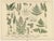 Antique German Botanical Atlas Plates, Tafel 13–14, Ferns & Conifers, 1885 : A striking pair of original double-page...