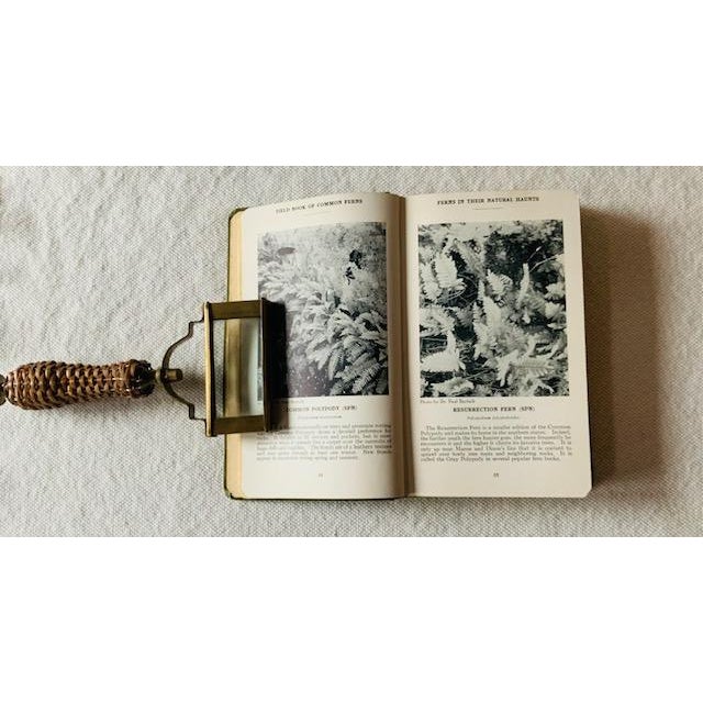 Antique Field Book of Common Ferns - 1928 First Edition For Sale - Image 9 of 14