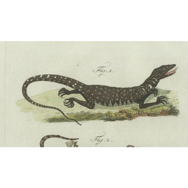 Bertuch, Exotic Lizards and Flying Dragon, 1800, Engraving For Sale - Image 4 of 9