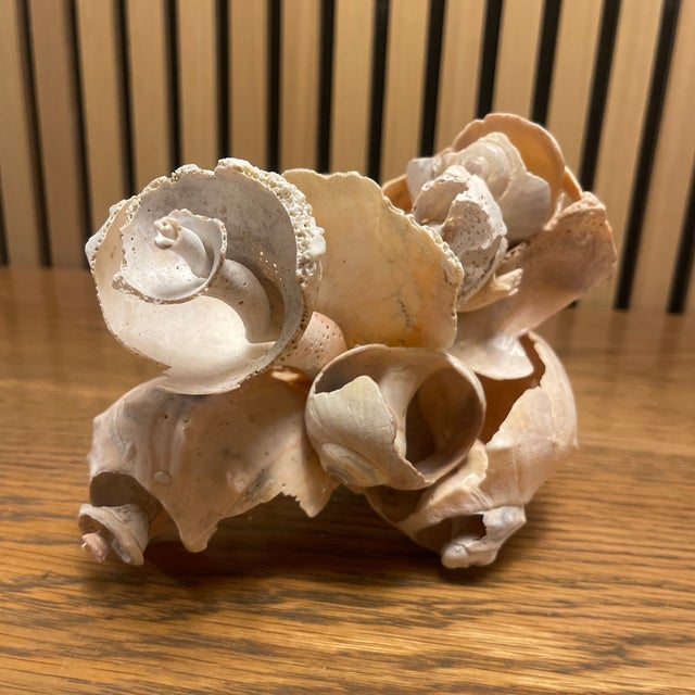 2020s Signed Cheryl Fudge Organic Shell Sculpture — Coastal Modern Abstract, Nantucket For Sale - Image 5 of 5