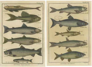 Bernard Direxit, Fish Species, 1790, Paper, Set of 2