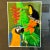 Wood Vintage Original Tropics Print by Y. Hughs of Toucans With Illustrated Matt & Orange Frame For Sale - Image 7 of 12