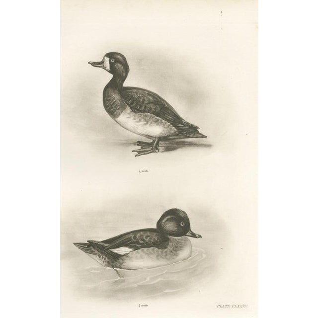 Medland, Diving Ducks: Greater Scaup & Tufted Duck, 1909, Print For Sale - Image 9 of 9