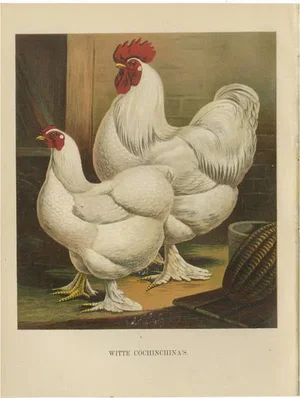 Volschau, The White Cochinchina, 1888, Lithograph