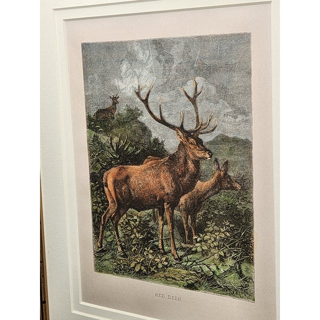 Late 19th Century Louis Prang Deer Engravings in Burl Wood Style Frames - Set of 4 For Sale - Image 11 of 16