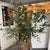 Faux Olive Tree + White Planter For Sale - Image 4 of 12