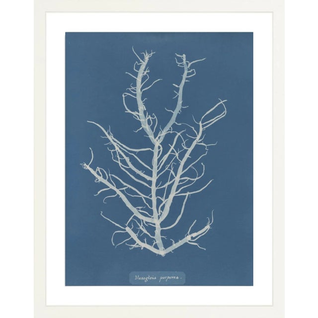 A collection of nine framed prints of British Algae species printed on Canson Arches paper and floated inside an archival...