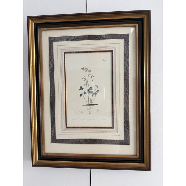 Ethan Allen Pair of Antique Botanical Illustrations by J. Curtis and John Moggridge, Ethan Allen For Sale - Image 4 of 12