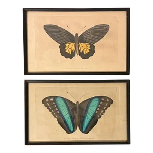 Antique 18th Century Framed Butterfly Prints by F. P. Nodder - a Pair