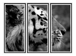 Trowbridge “Tiger” Photo Triptych by Jamie Thorn Set of 3