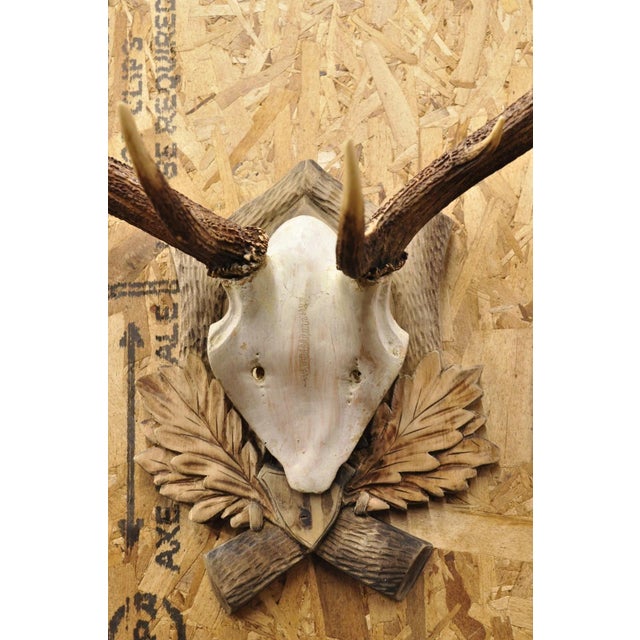 Antique Black Forest Victorian Wall Mounted Taxidermy Large Deer Skull & Antlers For Sale - Image 10 of 15