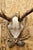 Antique Black Forest Victorian Wall Mounted Taxidermy Large Deer Skull & Antlers For Sale - Image 10 of 15