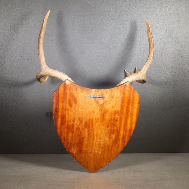 Rustic Vintage Mounted Deer Antlers on Wooden Plaque C. 1940-1970 For Sale - Image 3 of 3