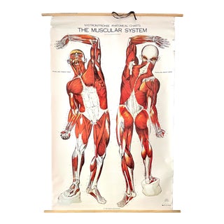 Vintage Nystrom Muscular System Art Medical Poster For Sale