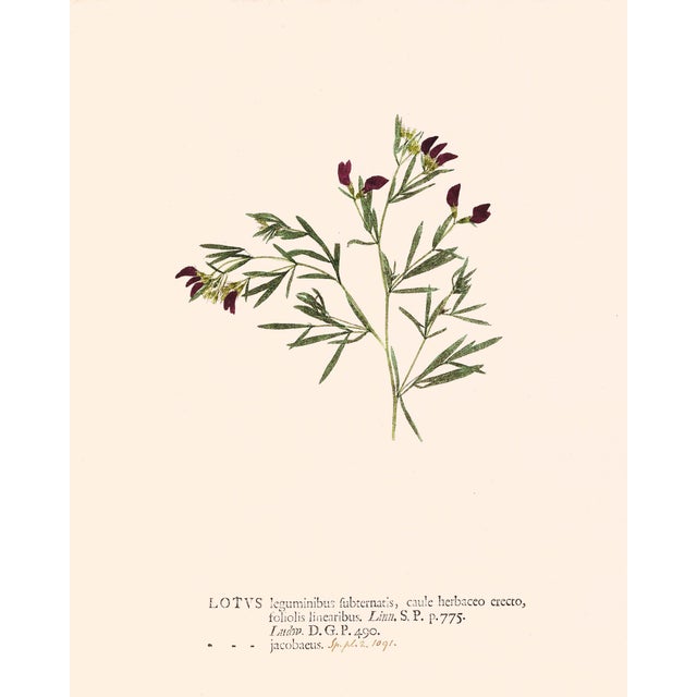 Paper Antique Botanical Set in Oxblood - Set of 8 11" X 14" For Sale - Image 7 of 12