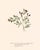 Paper Antique Botanical Set in Oxblood - Set of 8 11" X 14" For Sale - Image 7 of 12