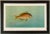 American Fish 28 the Porgee or Scup by Harris CFA Edition Giclee Print For Sale In Atlanta - Image 6 of 6