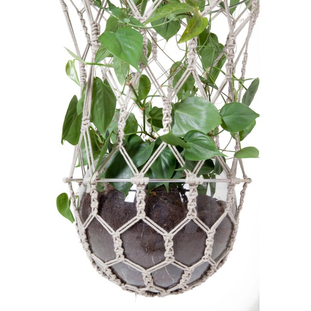 Less is a bore when it comes to the domestic jungle.Lucilleis a contemporary interpretation of a hanging plant basket and...