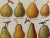 Color illustrated plate on the main varieties of pears (original), taken from an old encyclopedia from the 20th century....