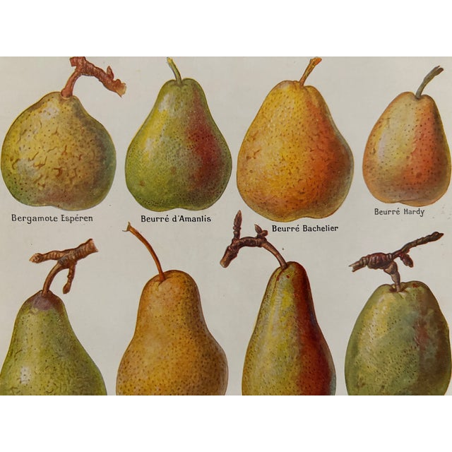 Color illustrated plate on the main varieties of pears (original), taken from an old encyclopedia from the 20th century....