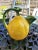 Vintage Italian Ceramic Figural Lemon Pitcher For Sale - Image 4 of 8