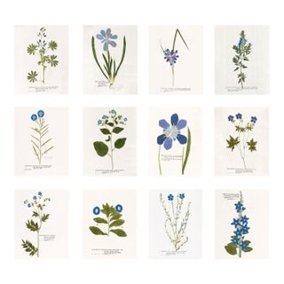Reproduction Prints of Antique British Botanical Set of 12 - 11" X 14" For Sale