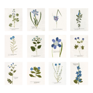 Reproduction Prints of Antique British Botanical Set of 12 - 11" X 14"