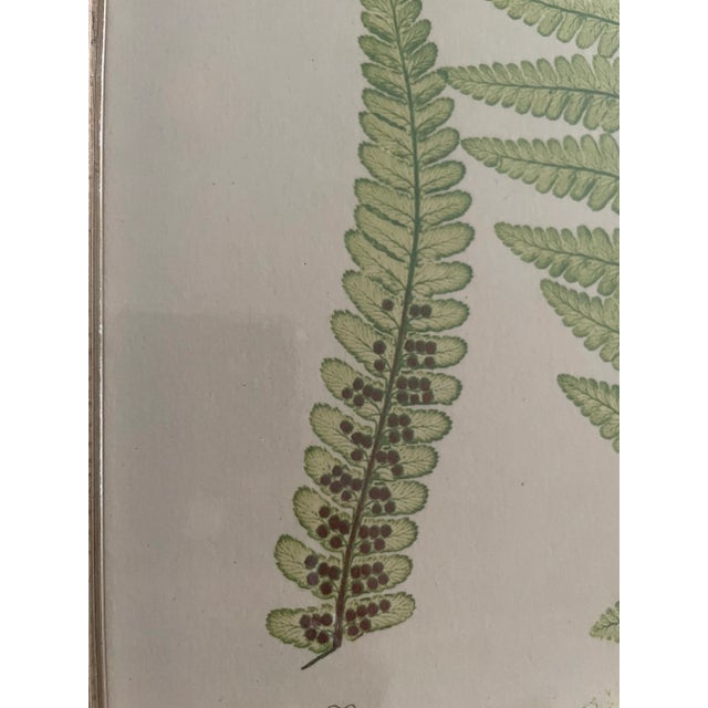 English Vintage Henry Bradbury Fern Print, Framed For Sale - Image 3 of 11
