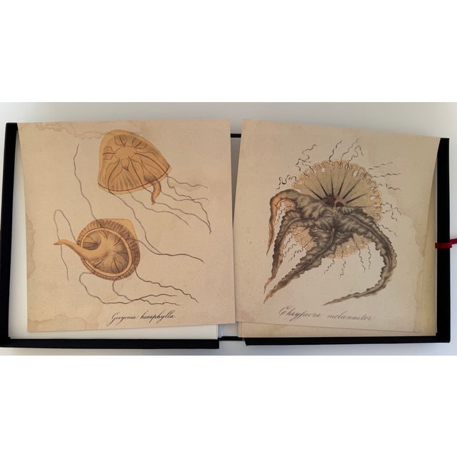 1970s Natural Curiosities Collector's Album of 14 Artistic Prints For Sale - Image 9 of 17