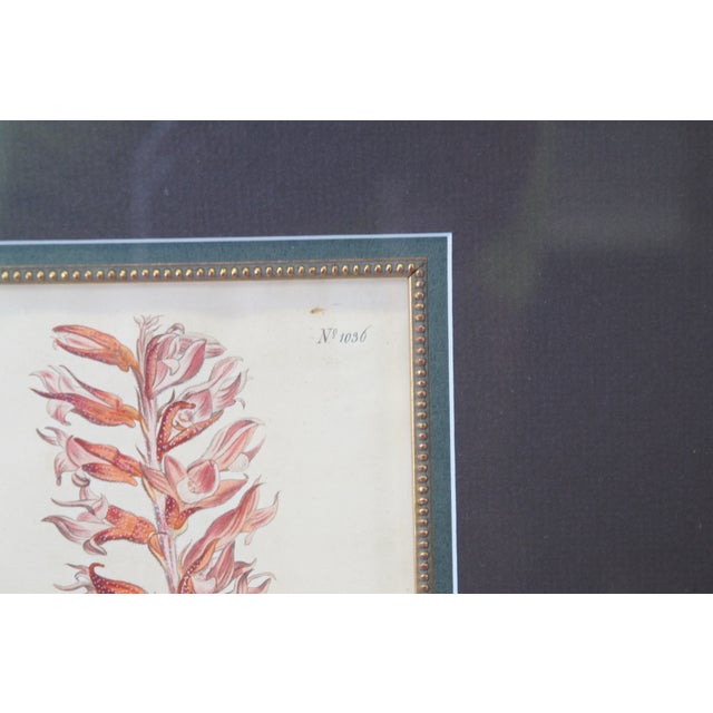 Pair Antique Curtis Botanical Garden Engravings Caper Shrub Flowered Neottia 28" For Sale - Image 6 of 13