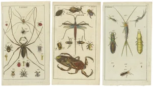 Arachnid and Insect Engravings, 1832, Paper, Set of 3
