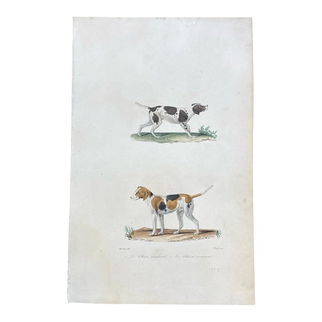 French Antique 18th Century "Le Chien Couchant" Dog Engraving Hand Colored Signed Artwork For Sale