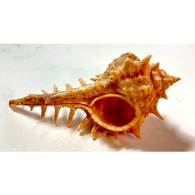 Shell Neptune’s Tabulate Shell Pair For Sale - Image 7 of 7