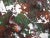 "Enchanted Forest" - Large Contemporary Abstract Landscape Painting by Diane Grant For Sale - Image 6 of 12