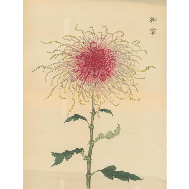 Original Japanese color woodblock botanical print by Hasegawa Keika from Keika Hyakugiku (One Hundred Chrysanthemums), a...