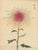 Original Japanese color woodblock botanical print by Hasegawa Keika from Keika Hyakugiku (One Hundred Chrysanthemums), a...