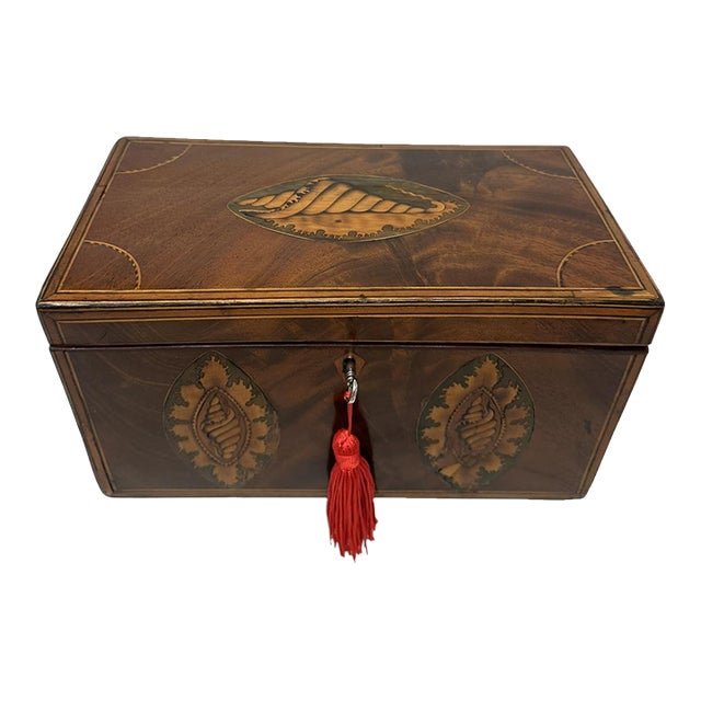 Antique Georgian Mahogany Satinwood Inlaid Jewelry Cigar Conch Shell Casket Box For Sale