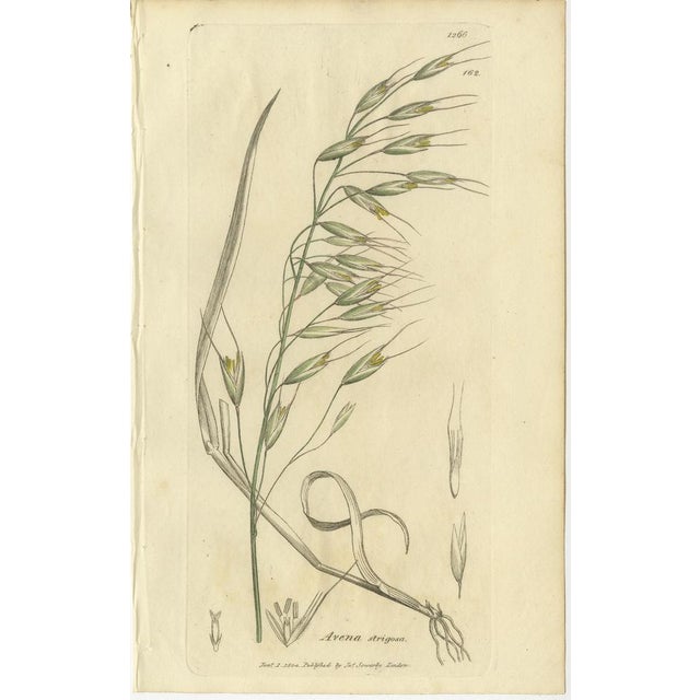 After James Sowerby, Botanical Illustrations of Oats, Arundo & Meadow Grasses, 1830s, Engravings, Set of 8 For Sale - Image 3 of 10