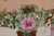 Ceramic Antique Chinese Familia Rose Umbrella Stand For Sale - Image 7 of 16
