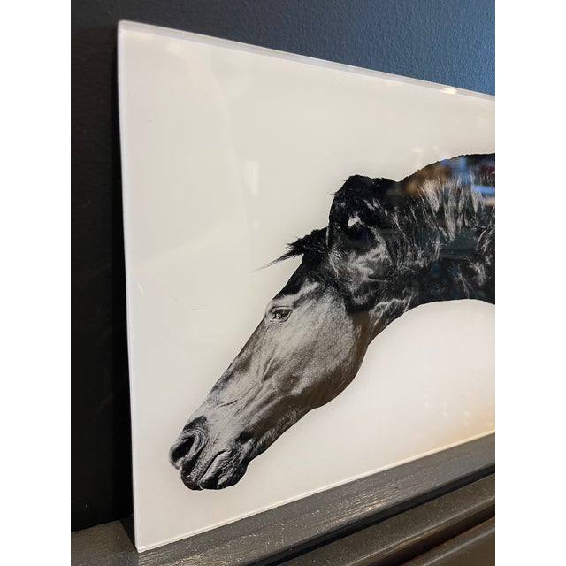 . Photograph of horse printed on Plexiglass . Plexi face, diband back . 10"W x 0.25"D x 8"H