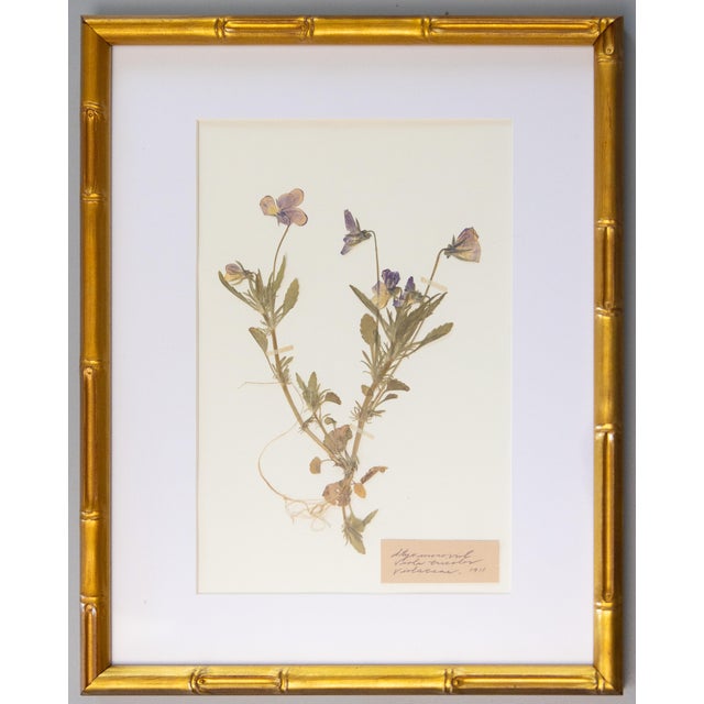 Custom Framed Antique Swedish Herbarium Botanical Specimens For Sale - Image 4 of 12