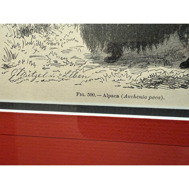Late 19th Century Antique Wood Engraving of a Llama, C. 1860s–1890s, Beautifully Framed in Red For Sale - Image 5 of 11