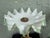 Vintage Bohemian Style Opal Glass Tazza With Green Trim on Cherub Pedestal Base For Sale - Image 4 of 12