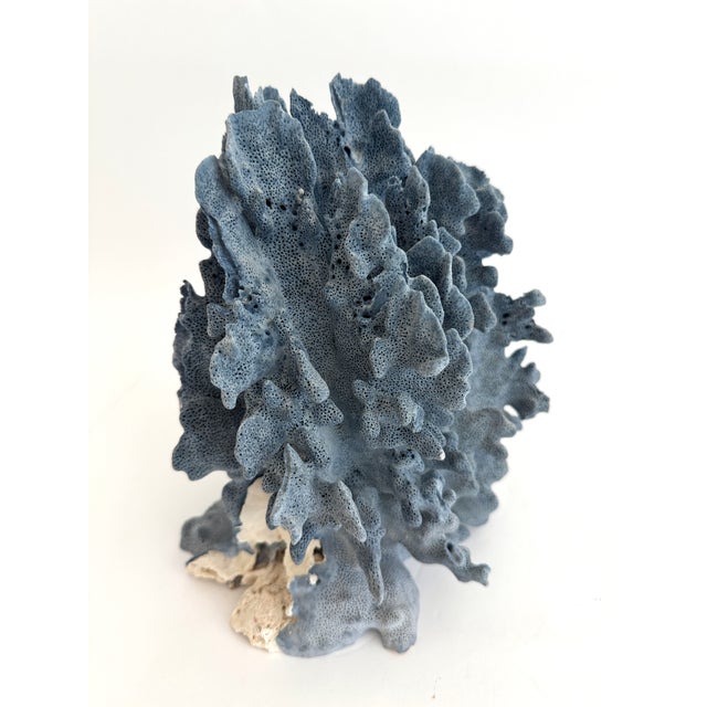 Natural Blue Coral Specimen Coastal Decor For Sale - Image 10 of 11
