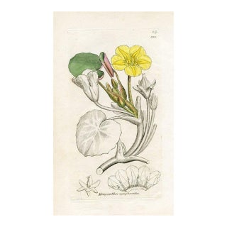 1840s, Water-Lily Botanical Print by James Sowerby, Original Antique Botanical Print, Engraving, Hand Colored, England For Sale