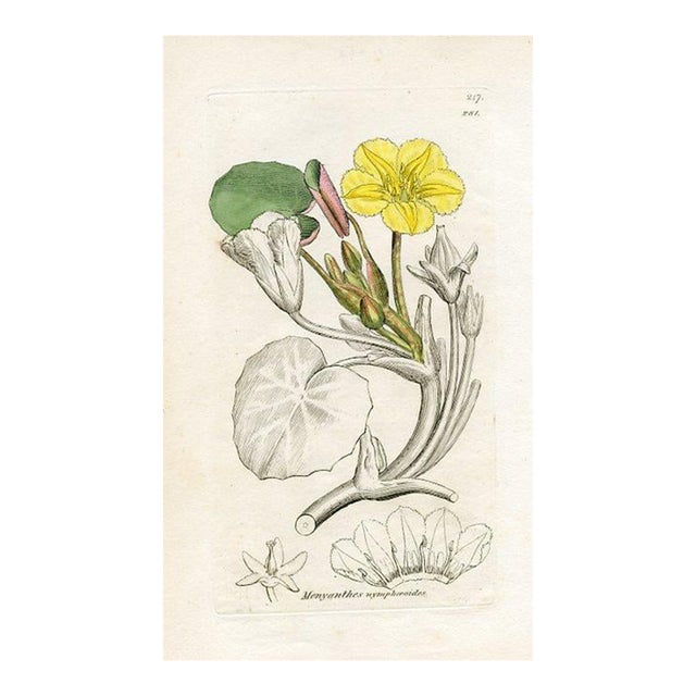 1840s, Water-Lily Botanical Print by James Sowerby, Original Antique Botanical Print, Engraving, Hand Colored, England For Sale